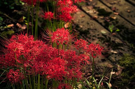 彼岸花花語日本|【花言葉】彼岸花の意味と由来！怖い意味は本当？開。